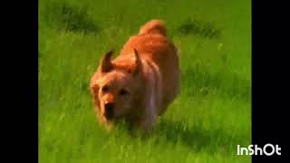 Baby Einstein Neighborhood Animals 2002