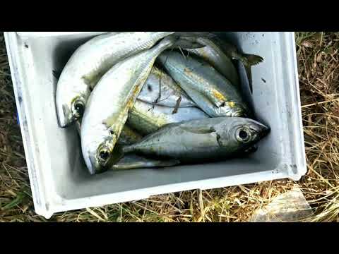 fishing at dapdap,