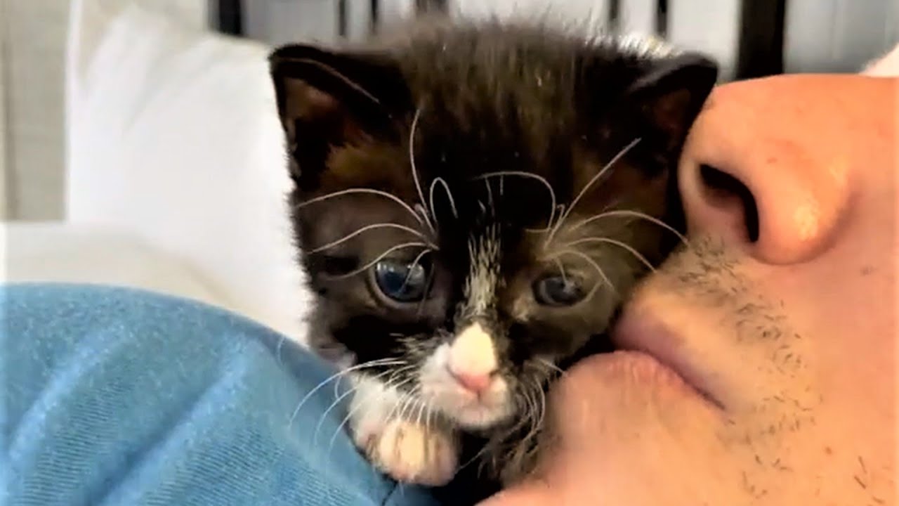 2 Tiny Kittens From Different Litters Who're Bond Together Super Cute