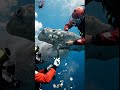 Pov Helicopter Team Rescue a Giant Hammerhead Shark Covered in Barnacles #shorts #viralvideo