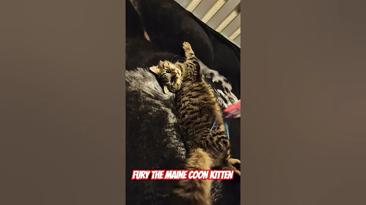 Video 9923301: maine coon cat breed, cat pet maine coon, maine coon cat exploring, maine coon cat facts, boy maine coon cat, maine coon cat playing, maine coon fun