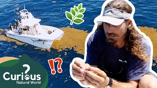 How Sargassum Seaweed Is The HEALTH Of The Ocean!  | Ocean Vet | Curious?: Natural World