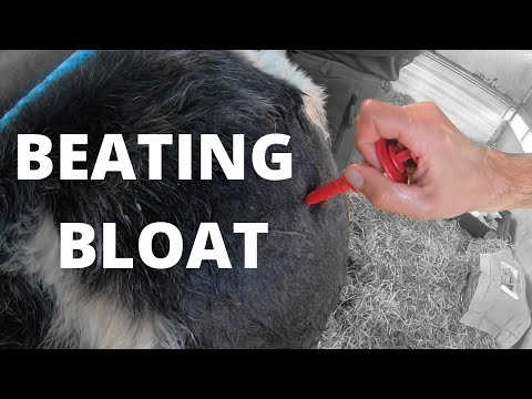 DEFLATING A CALF | VLOG 24: Calf bloat and lamb post mortems