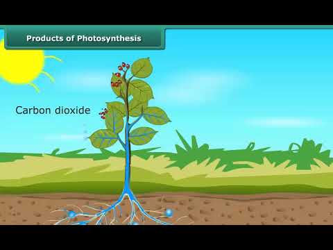 Video: Ktorý fotosyntetický produkt je rádioaktívny?