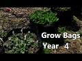 Grow Bags In Year 4 - A Look At How Our Fabric Pots Are Holding Up