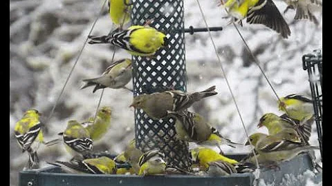 Winter Bird Feeding: Tips for Attracting Birds to Your Yard