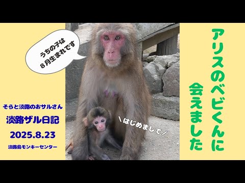 おサルさん お猿さん by chiyyy （ID：12011720） - 写真共有サイト:PHOTOHITO
