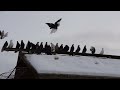 Дарю своего голубя с Донбасса ,голубеводу Брянской области