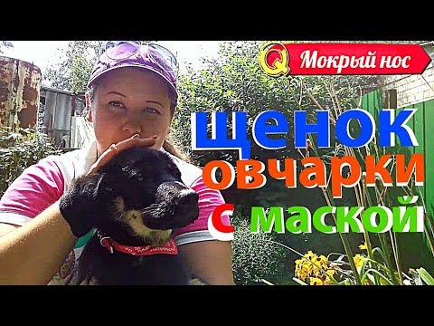 Video: Retriever Kuchukchasini Qanday Tanlash Mumkin