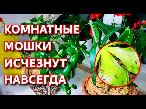 Мошки на комнатных растениях как бороться в домашних условиях