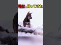 母を失った子オオカミは、生き残れるのか? #映画紹介 #感動 #泣ける #号泣注意 #オオカミ #野生動物 #自然の摂理 #命の物語 #本能か愛か #あなたはどう思う #映画解説 #映画 #感動の館
