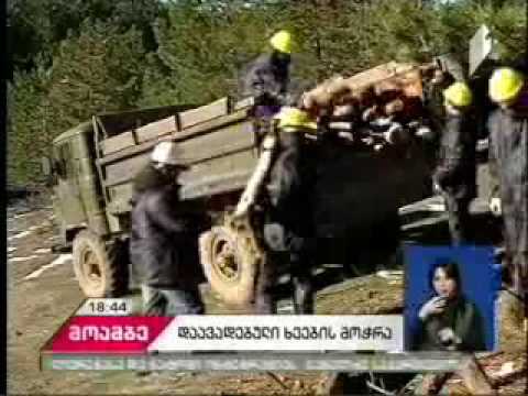 თბილისის შემოგარენში  მასშტაბური სანიტარული ჭრები ხორციელდება