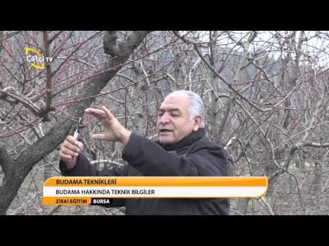 ZİRAİ EĞİTİM/BURSA-BUDAMA TEKNİKLERİ
