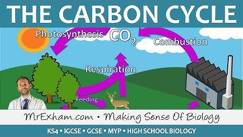 Cycles Within Ecosystems - The Carbon Cycle - GCSE Biology (9-1)