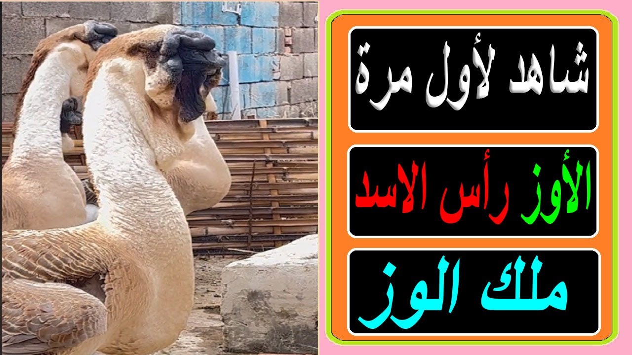 #الاوز /تعرف على اضخم انواع الوز في العالم اوزان تصل لـ 30 كيلوا وسعر ...