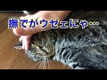 猫撫で選手権　可愛いからとどこまで撫でたらウザいと思うのか（唐草猫ムタさん）
