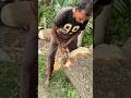 Amazing craftsmanship of cutting a tree trunk with an axe.🌿😯#viral #foryou