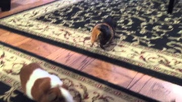 Guinea pig Bella running away with the carrot