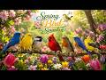 Spring Bird Songs with Piano 🐦 Relaxing Nature Ambience with Birds Singing 🎹