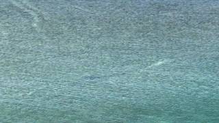 Bull shark at Biscayne National park