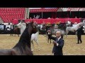 Showdown At Arabian Breeders World Cup in Las Vegas 2013~WH Justice & Pogrom