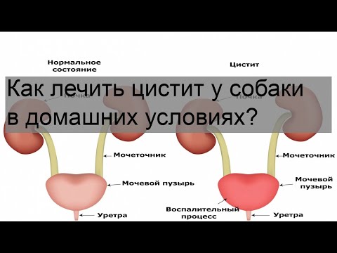 Видео: Предупреждение о Proin для собак с недержанием мочи