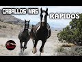 EL CABALLO MAS RAPIDO DEL MUNDO – Los Caballos mas Rapidos del mundo – Caballos rapidos