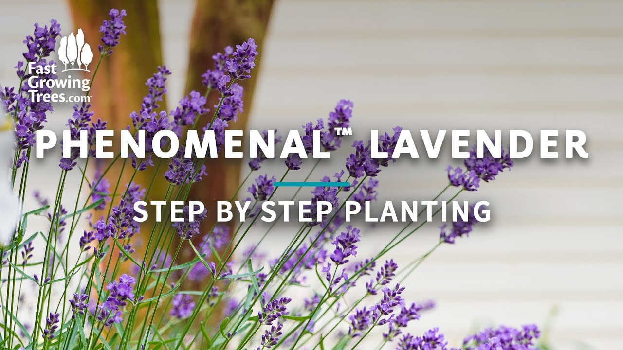 French Lavender: Plant Care & Growing Guide