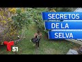 Secretos de la selva el documental