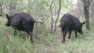 South Texas Creek Bottom