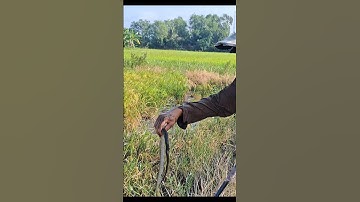 Bắt Rắn Nước Mương Ruộng #shorts #rắnnước