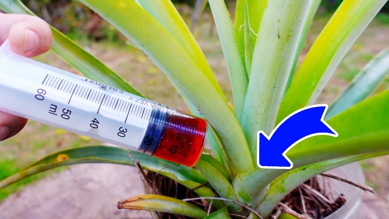 🍍Fertilizar y Acelerar el Crecimiento de la Piña Ananá para que de FRUTAS Antes