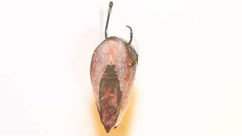 Gamakatsu Inline Circle Hooks For Striped Bass