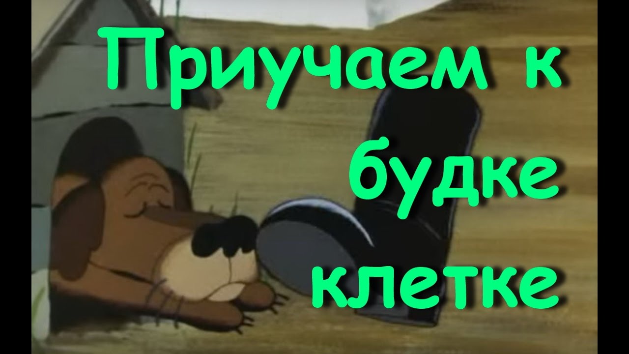 DOG / Как приучить к будке или клетке
