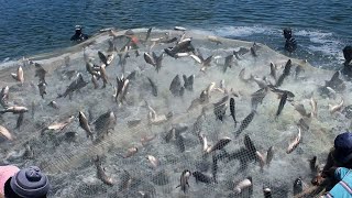 Amazing skills... Fishing With Nets - You won&#39;t believe how many fish