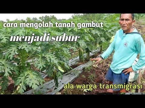 Video: Pemanfaatan Gambut Untuk Pembibitan