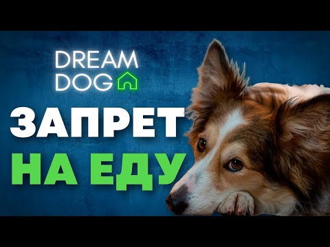 Запрет на еду 🐶 Научить собаку команде Нельзя 🐕 Отучить щенка попрошайничать, подбирать и искать 🐩