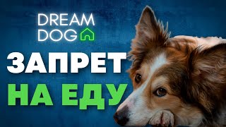 Запрет на еду 🐶 Научить собаку команде Нельзя 🐕 Отучить щенка попрошайничать, подбирать и искать 🐩