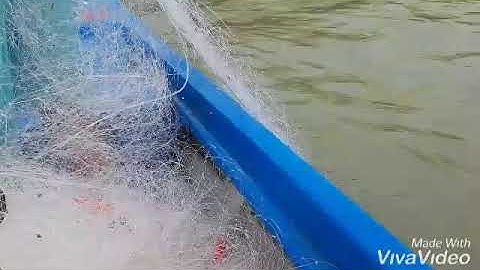 Thả lưới dính cá cóc quá to