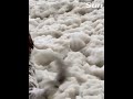 Dogs run through sea foam blown by Storm Babet on British coast #shorts