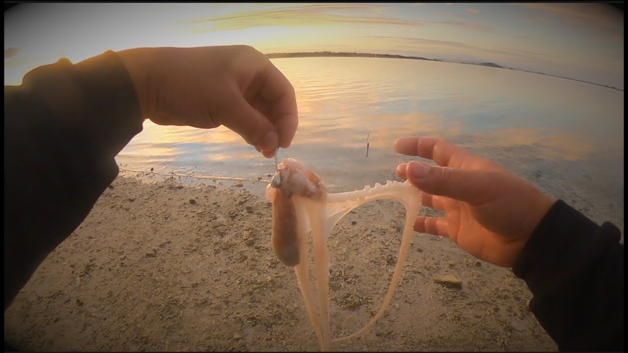 後編 無人島でシガヤーダコを獲ってすぐ餌にしてみると Youtube