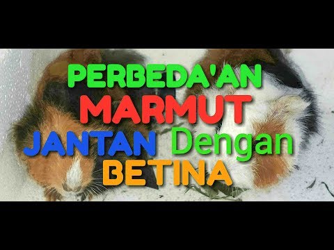 Video: Cara Membedakan Marmot Berdasarkan Jenis Kelamin