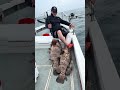 「【ロックフィッシュ爆釣】ルアーで海釣り行ったら高級ハタが信じられないくらい大漁!神ポイント見つけちゃったかも…!?🎣🔥」
