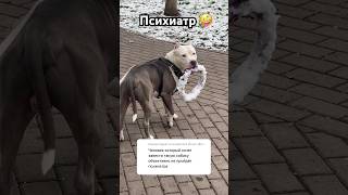 Amstaff Boy и психиатр #amstaff #pitbull #амстафф #americanbully #dog #собака #staff #щенок