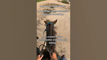 As You Train Your Gaited Horse How Are You Helping Them Understand What Gait You Want 