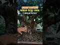 bonsai picus lokal amplas putih #bonsai #winatabonsai #bonsaitree #shorts