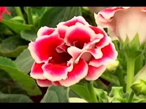 Video: Pentas (29 Fotoğraf): Bir Iç Mekan çiçeğinin Tanımı Ve Ekimi, Bitki Türleri 