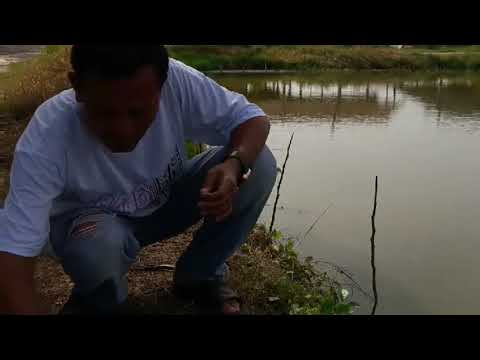 mancing-ikan-bandeng-gacor-bro