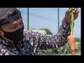 神田野菜×MIHO’svideo×ニンジン収穫有機栽培収穫体験実施中
