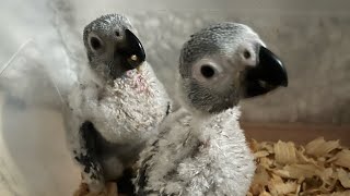 Looking 4 an African Grey Baby Parrot? #parrot_bliss #parrot #africangrey by Parrot Bliss 321 views 6 days ago 3 minutes, 44 seconds